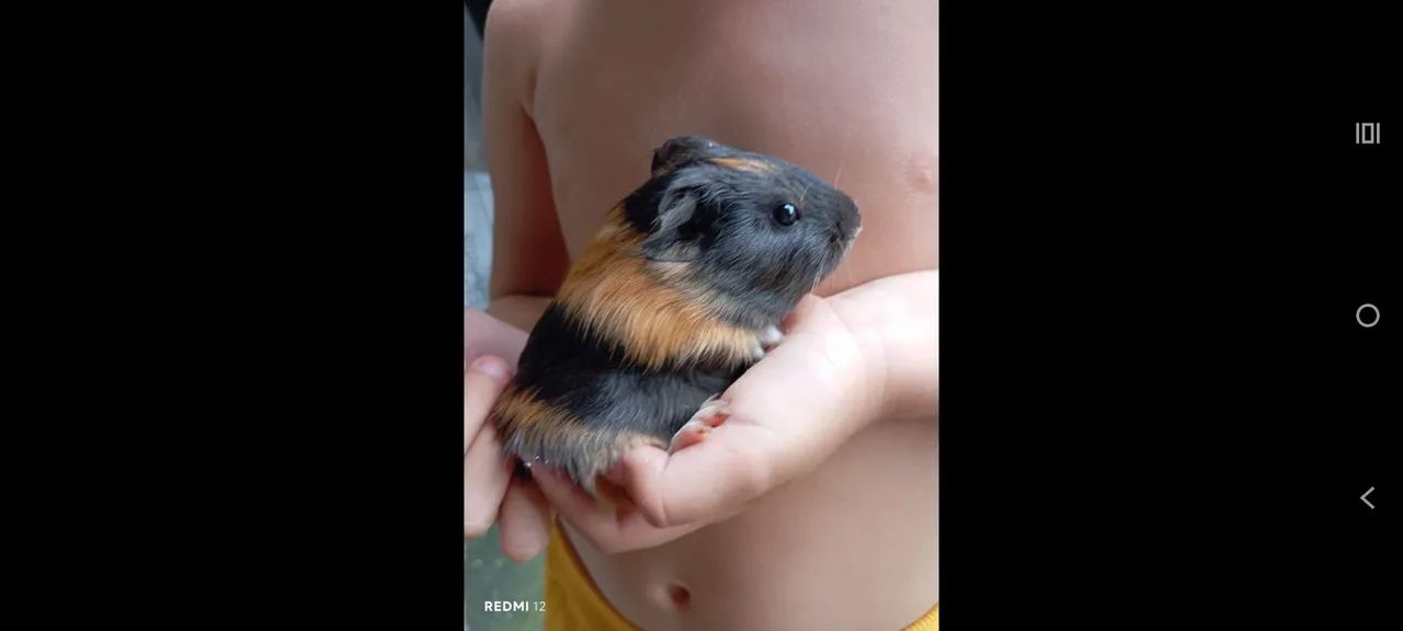 Porquinhos da índia  - Foto 3