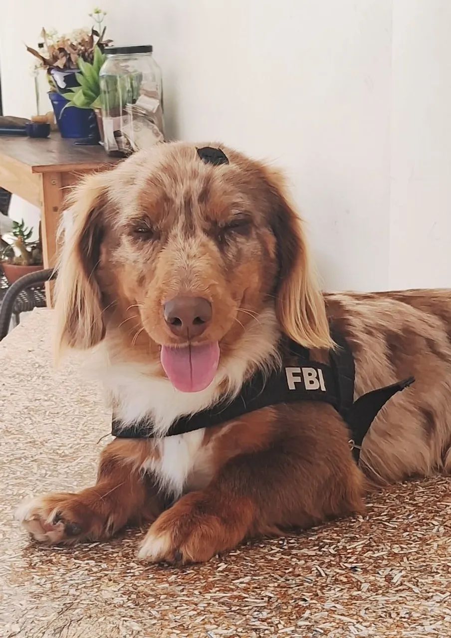 Cobertura Dachshund 