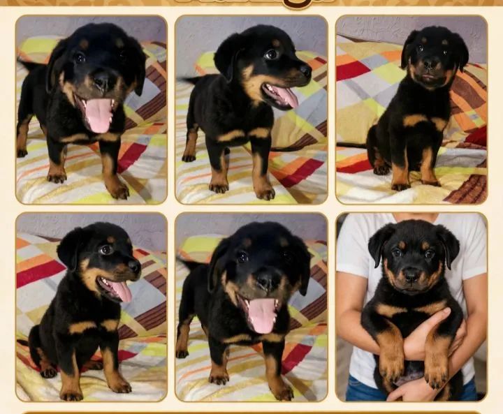 Rottweiler fêmea  - Foto 2