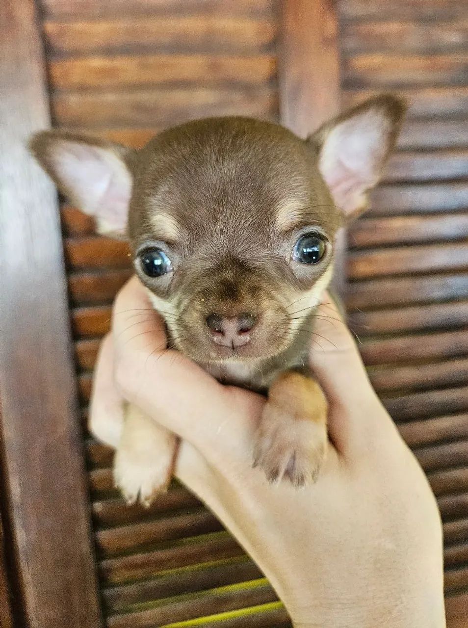 Chihuahua macho - Foto 3