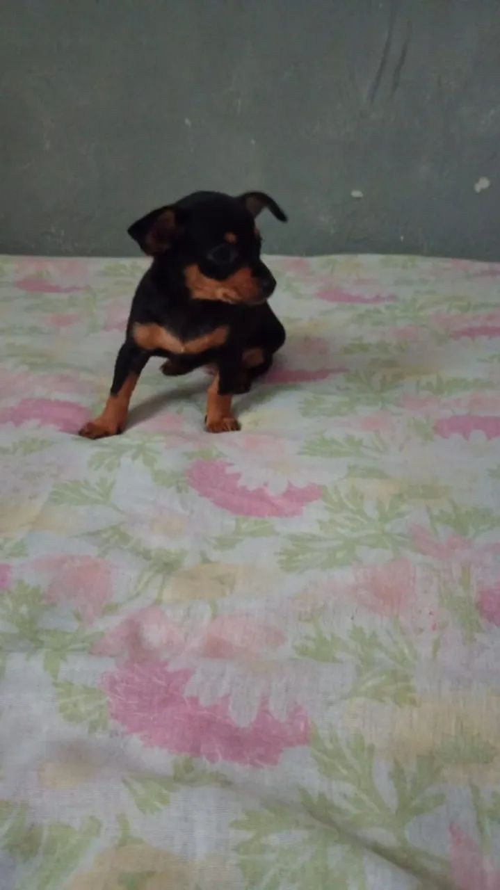 Vendo  - Foto 2