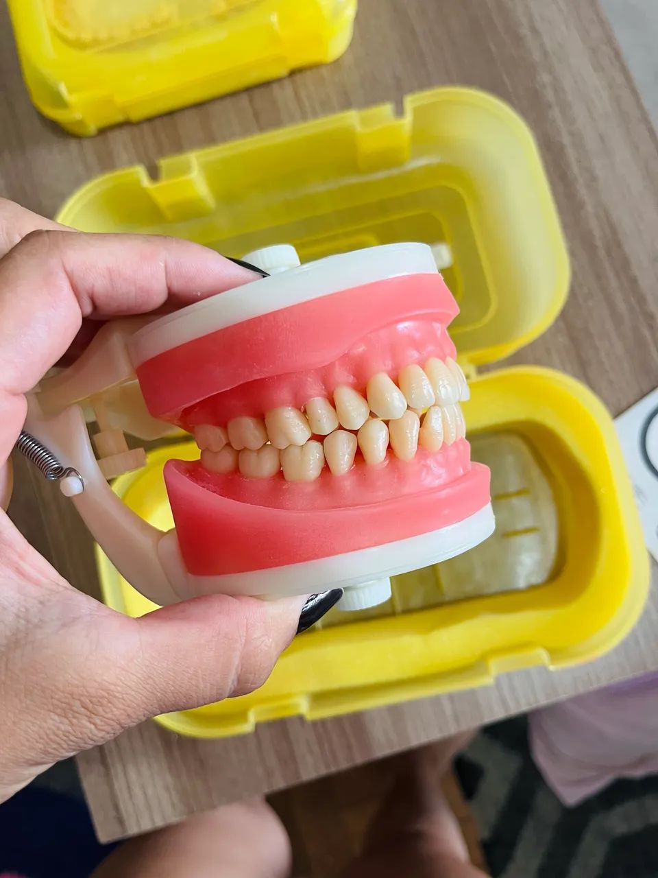 Manequim Odontológico Top Dentística Pd 100 Pronew