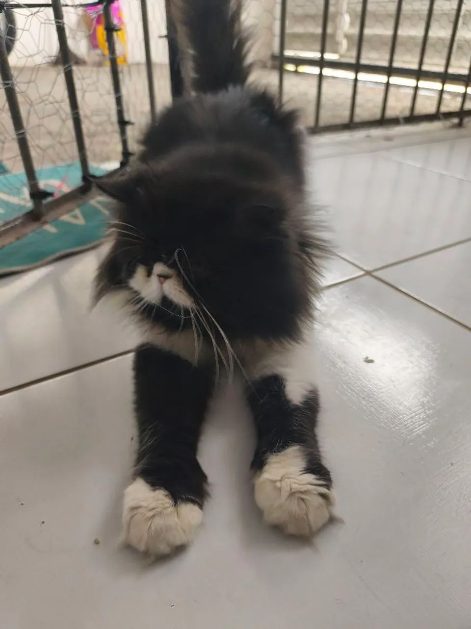 GATO PERSA 1 ANO E 9 MESES - COM DOCUMENTOS  - Foto 2