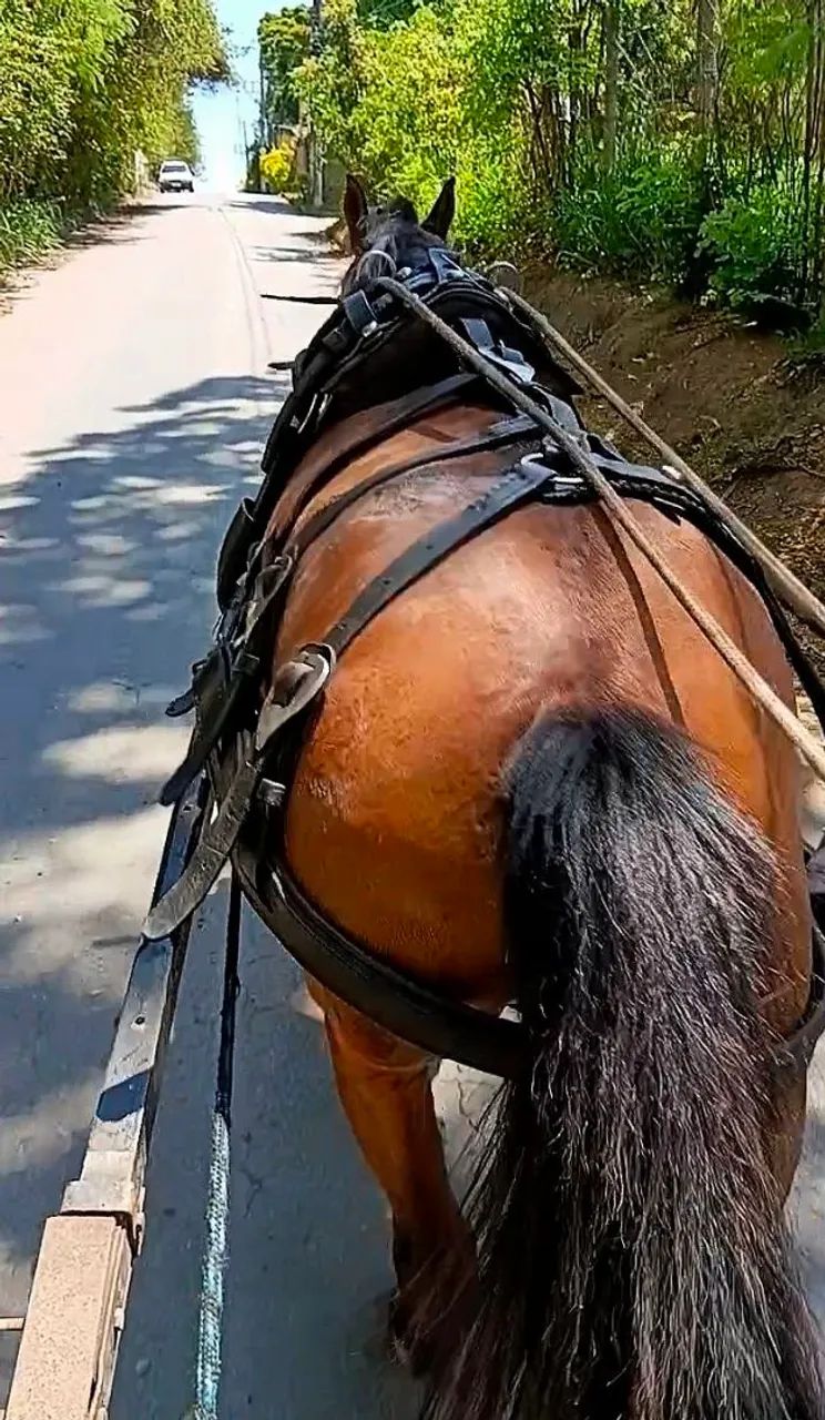 Cavalo  - Foto 4