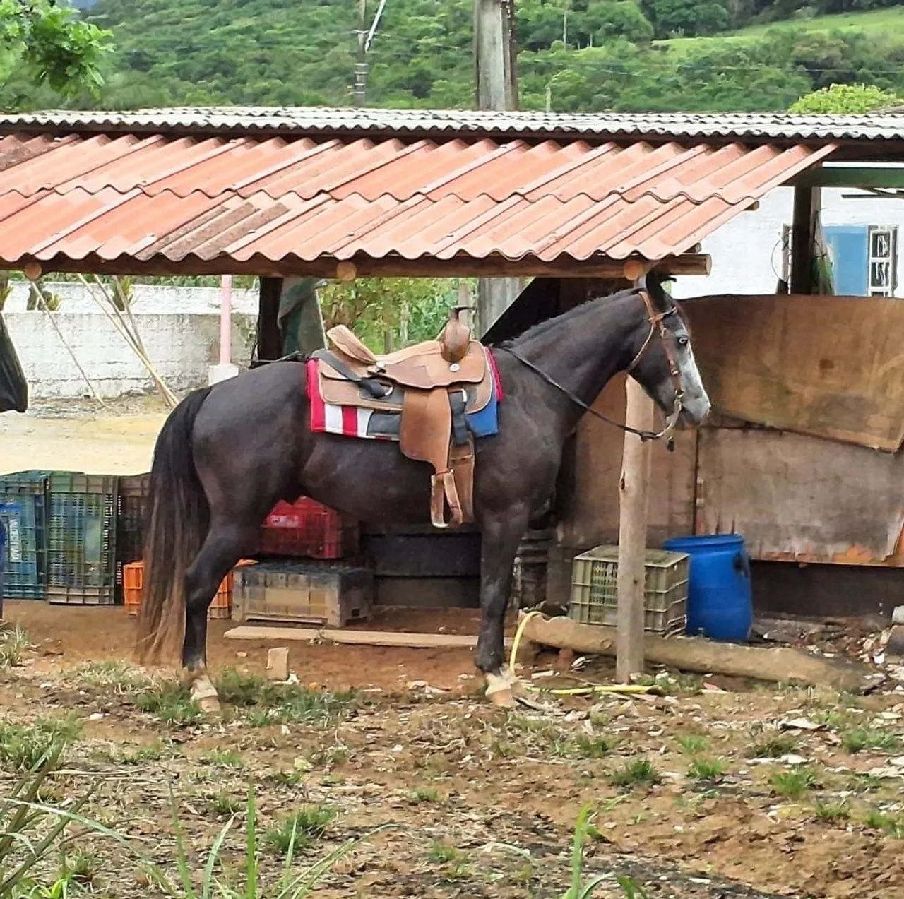 Vendo cavalo tordilho quarto de milha  - Foto 3