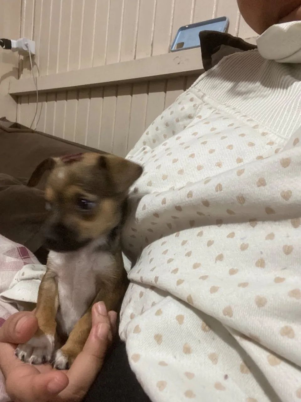 Cachorro  - Foto 2