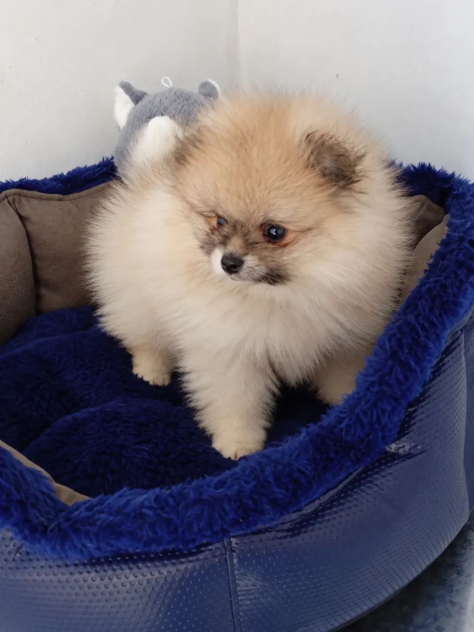 Lulu macho