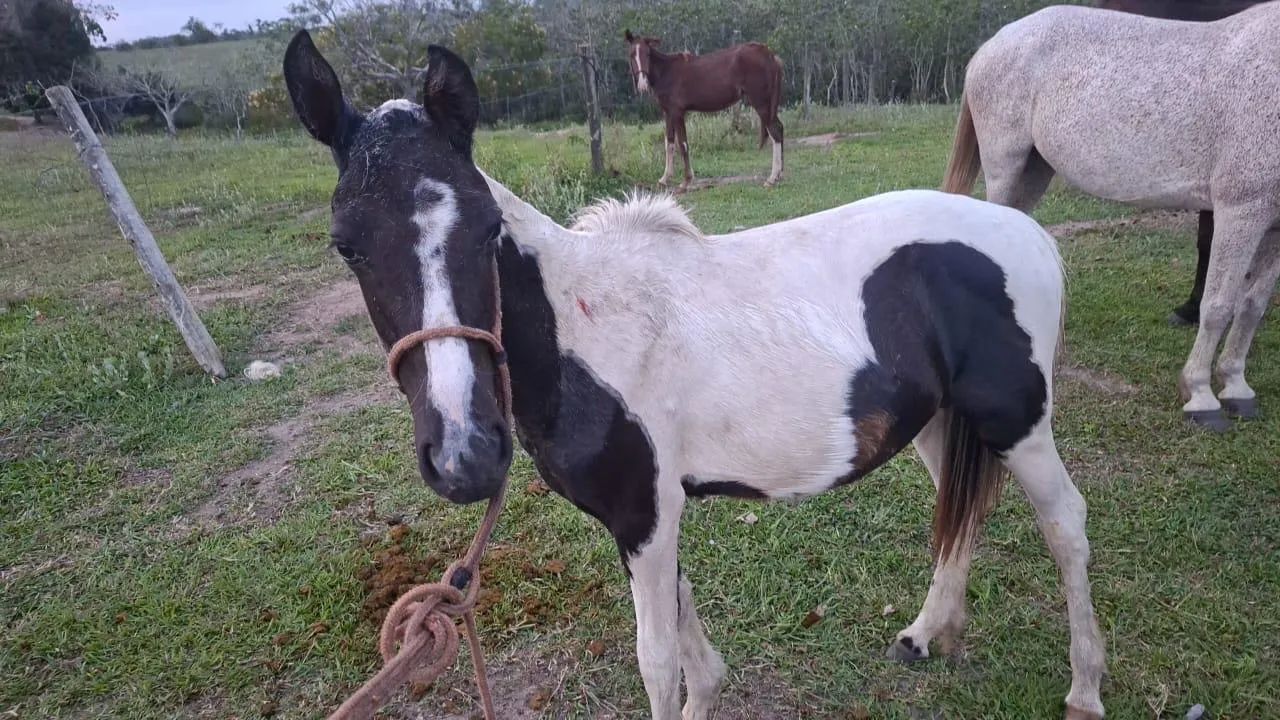 Égua Manga Larga Pelagem Pampa com Registro + Podrinha - Foto 6