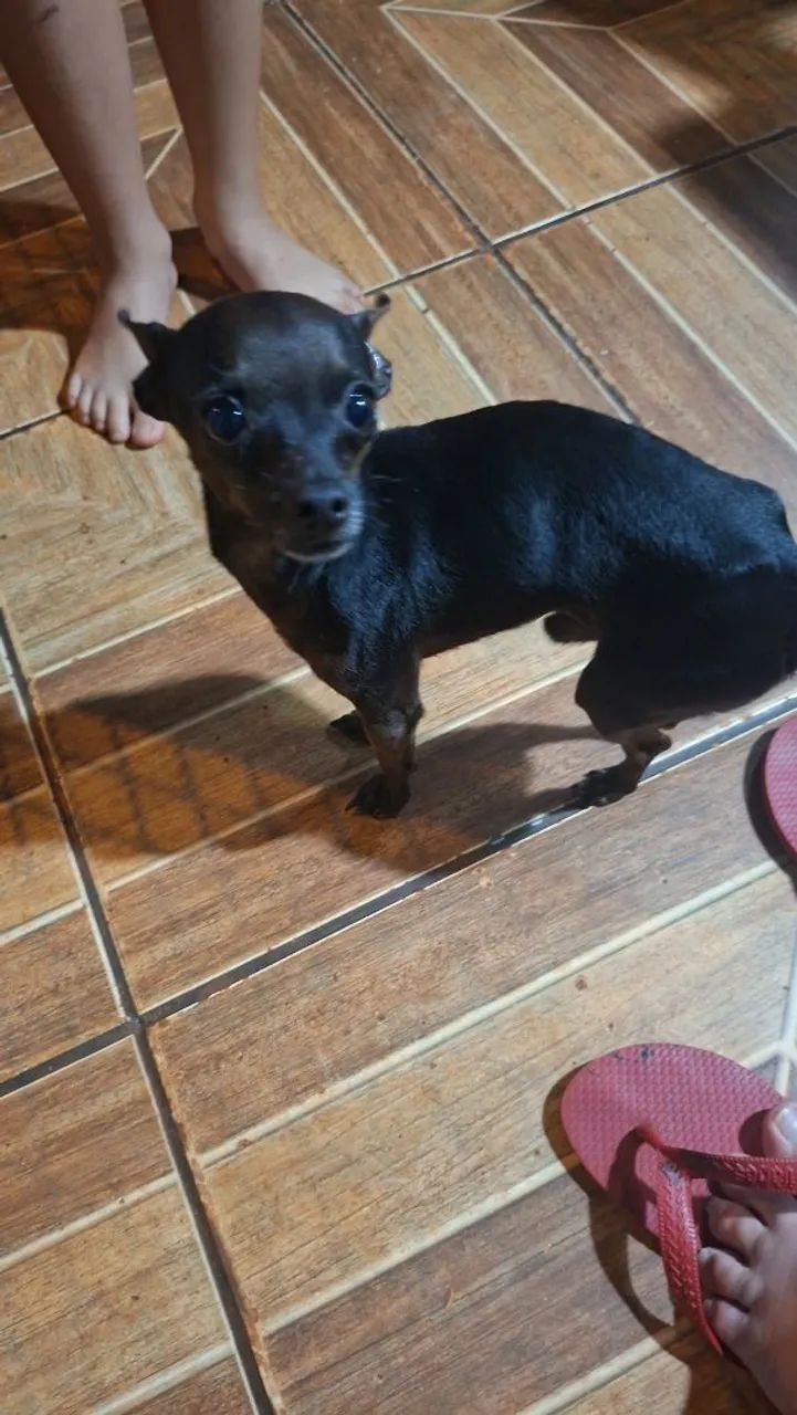 Pinscher macho  - Foto 4