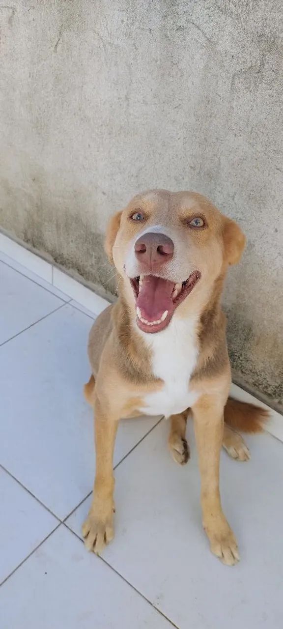 Doação cachorro macho  - Foto 3