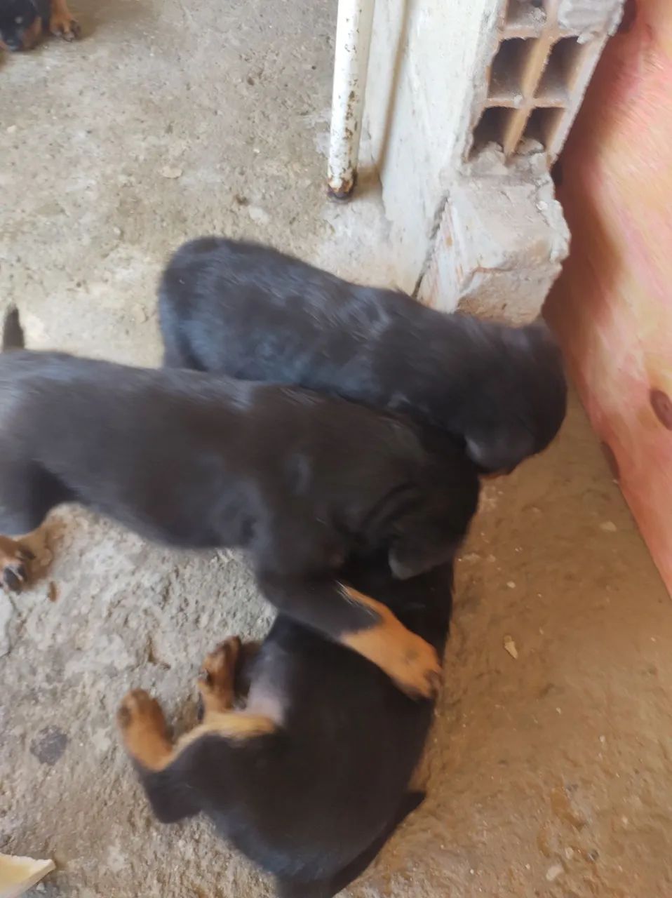 Rottweilers Alemães Cabeça de Touro!!! - Foto 4