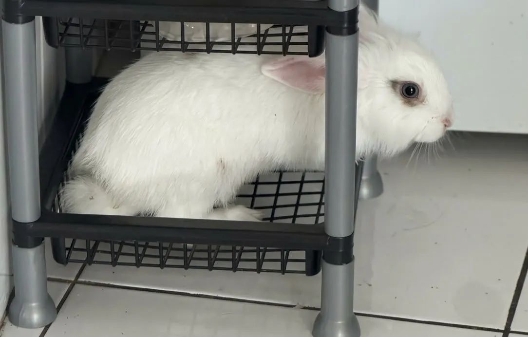 Mini coelho  - Foto 2