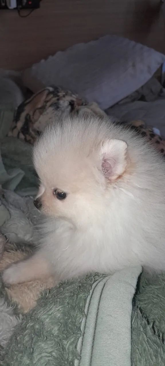 Spitz Alemão  - Foto 3