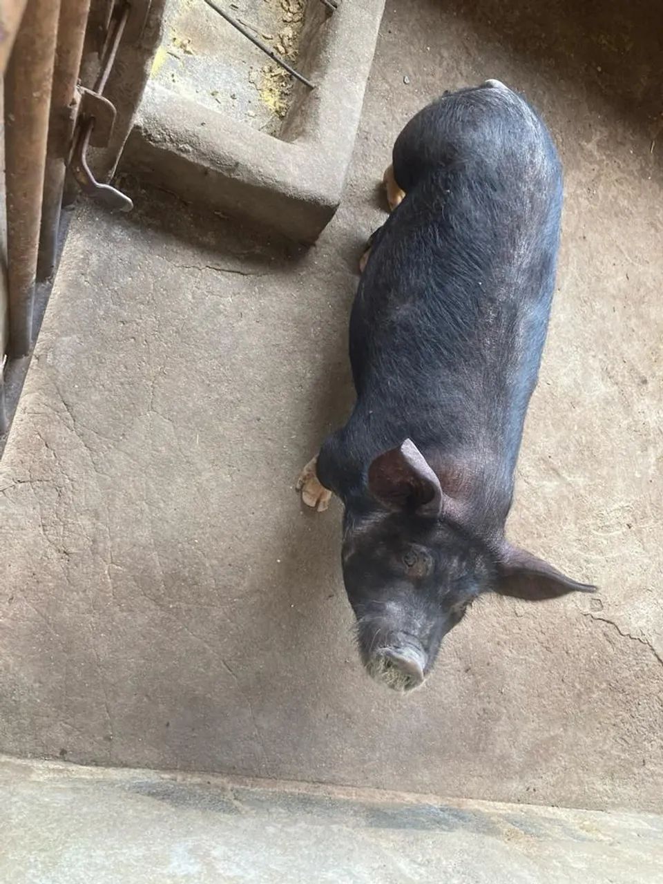 Porcos kuxitos  miniporco  - Foto 2