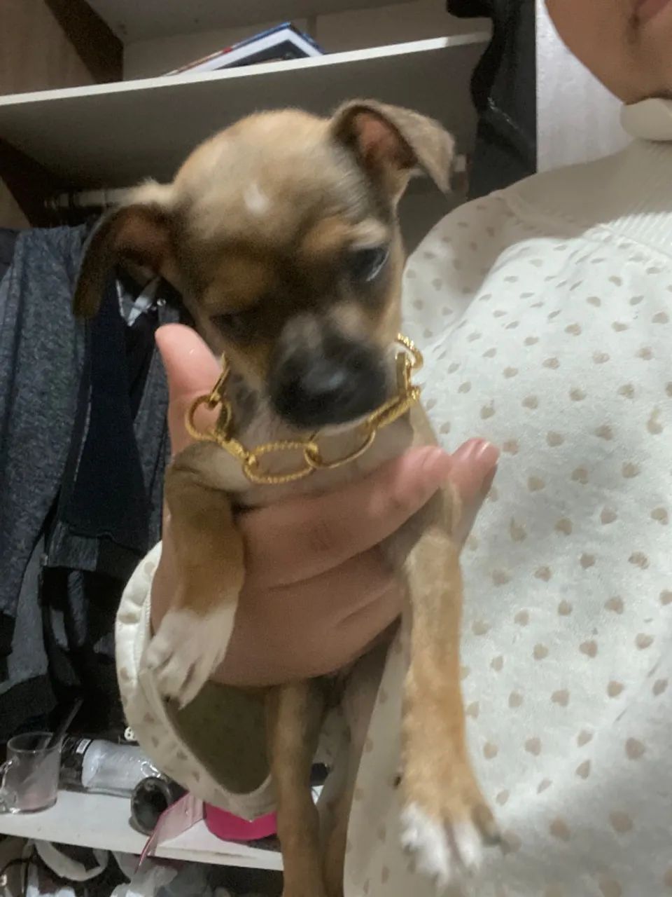 Cachorro  - Foto 3