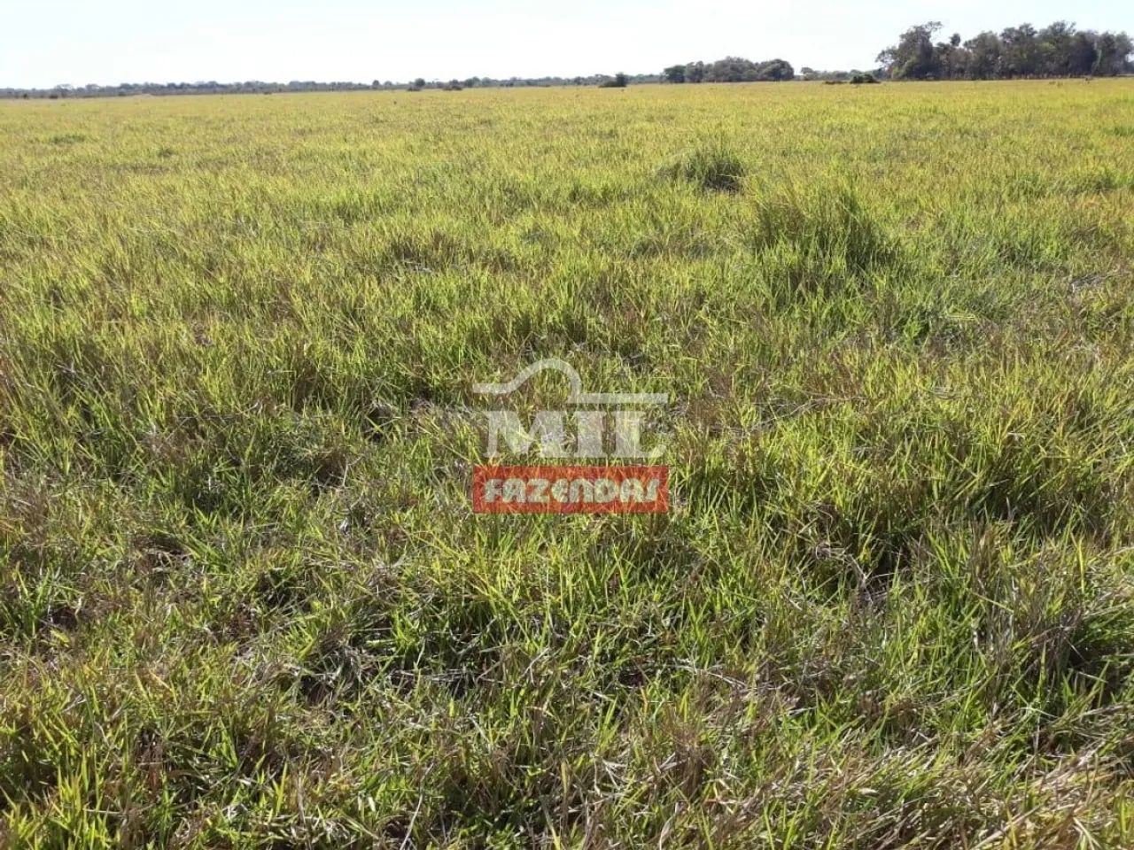 Fazenda em Sandolandia-TO. 906 Alqueires (Bem localizada)