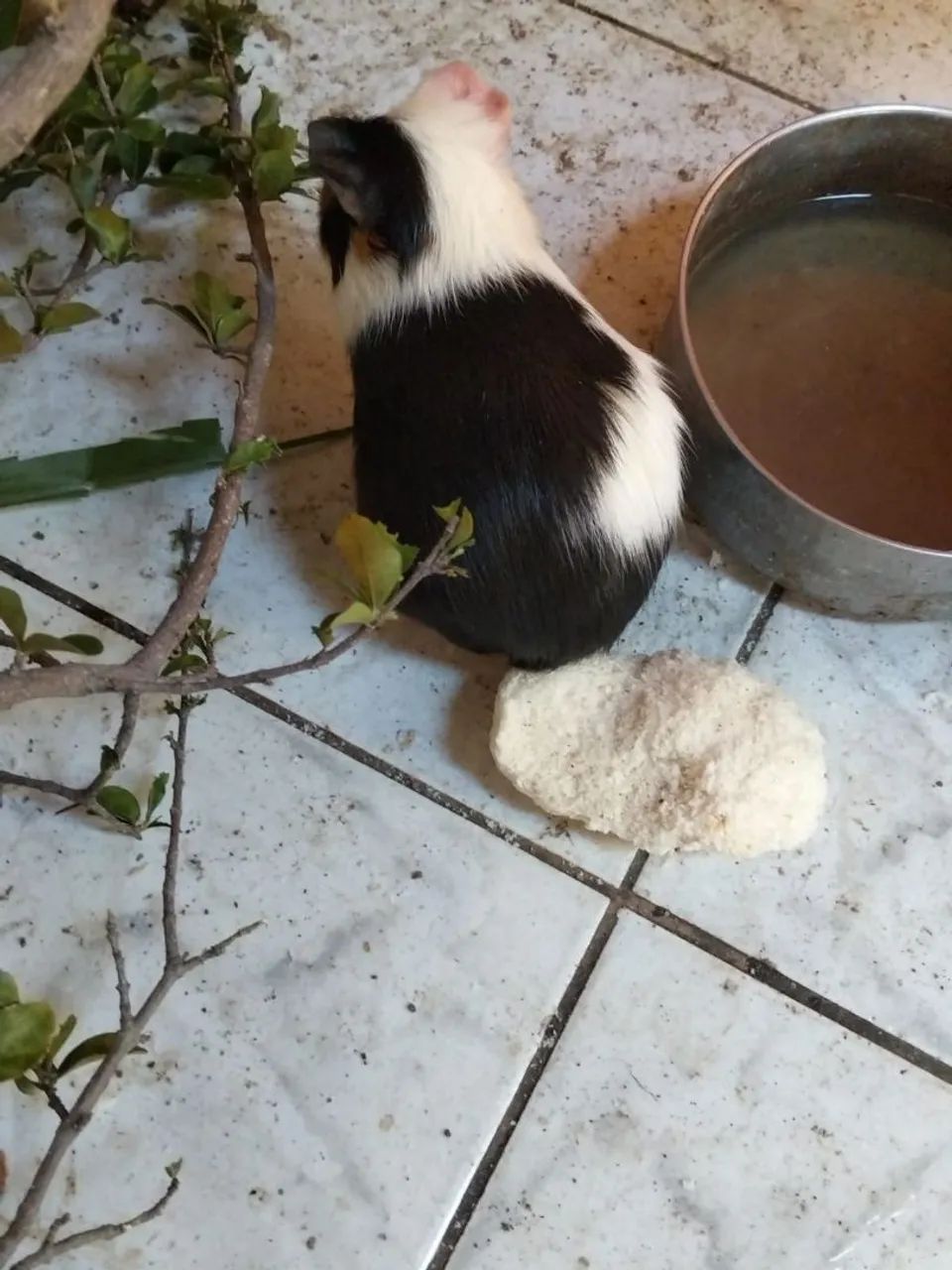 Porquinhos da india  - Foto 4