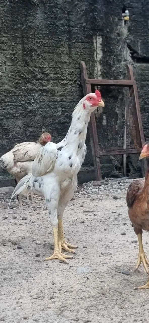 Frangos  e galinhas