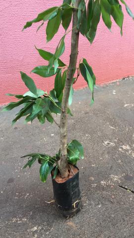 Lixia, rambutan, pinha atemoia thompson todas Enxertadas - Foto 3