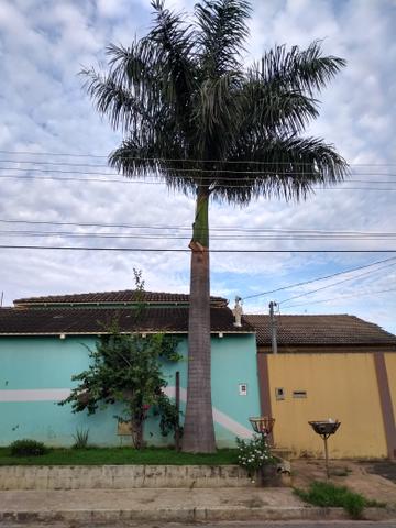 Palmeira imperial para doação