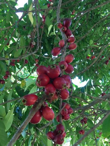 Fazenda - Sul da Bahia - Foto 6
