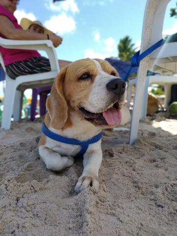 Beagle macho disponível para cruza - Foto 2