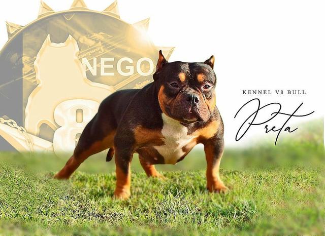 American bully