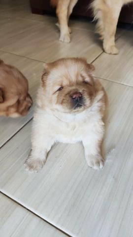Vende-se Chow Chow fêmea - Foto 4
