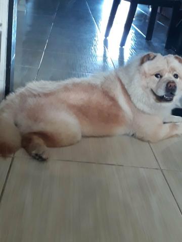Vende-se Chow Chow fêmea - Foto 3