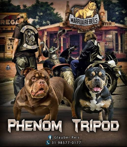 American bully - Foto 5