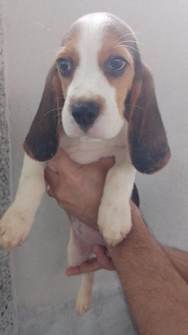 Beagle - Foto 4