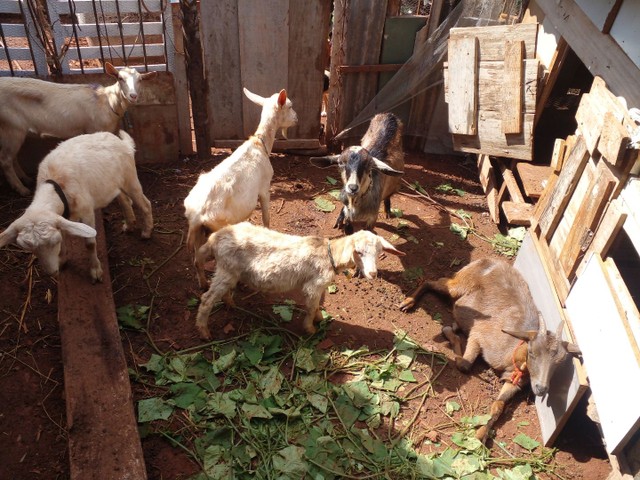 Vendo 3 cabras um bodinho ja desmamado 