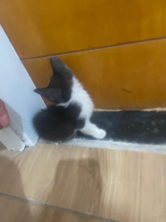 Gatinho Branco e Preto - Adote Já!