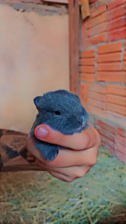 Coelho Netherland menor do planeta?