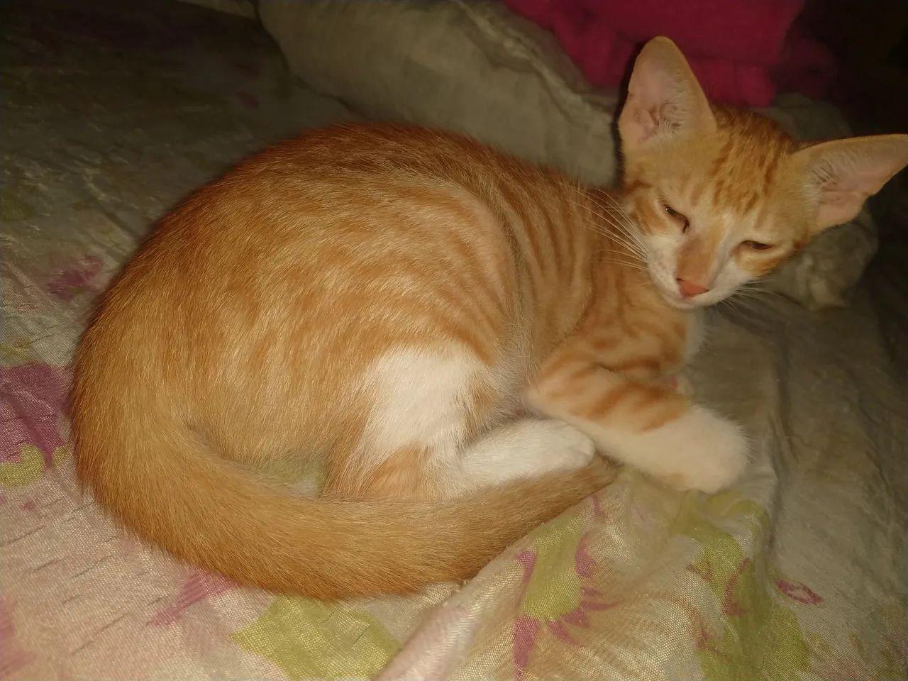 Gatinho laranja de 2 meses para adoção responsável