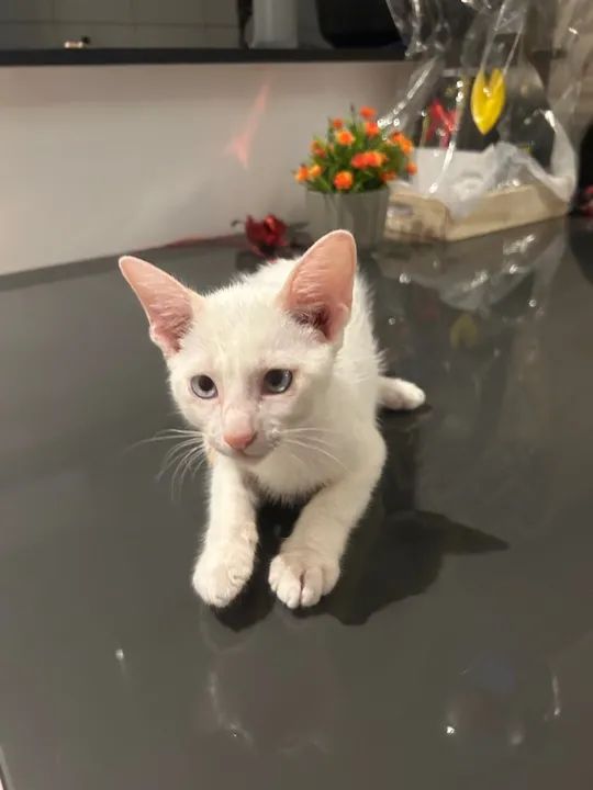Gatinho Branco e Lindo para Adoção