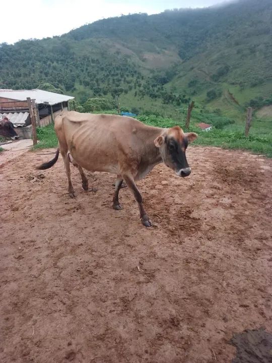 Vaca Jersey - Foto 2