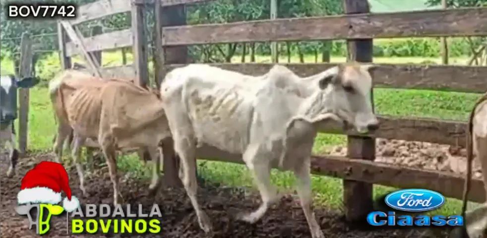 BOV7742 - 105 BEZERRAS E NOVILHAS NELORE 10-18 MESES - ITAUÇU - GO