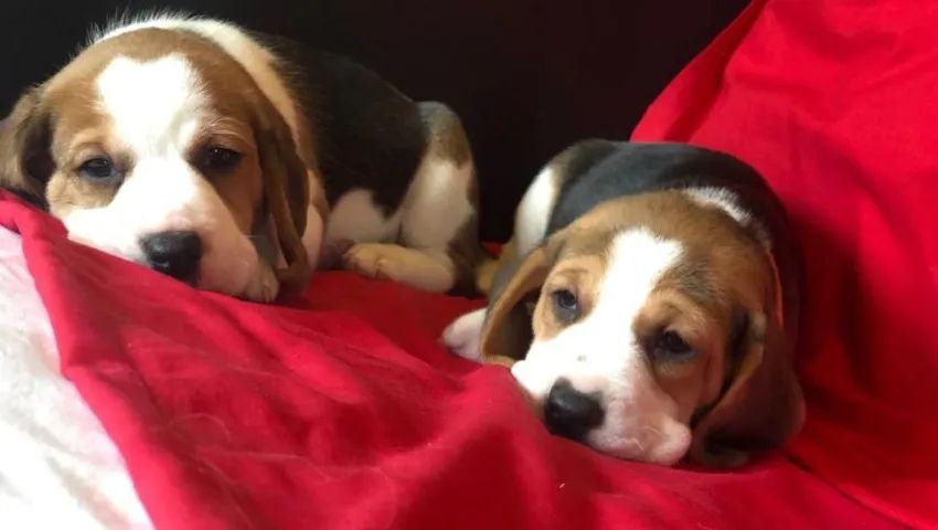 Lindos filhote de Beagle a pronta entrega 