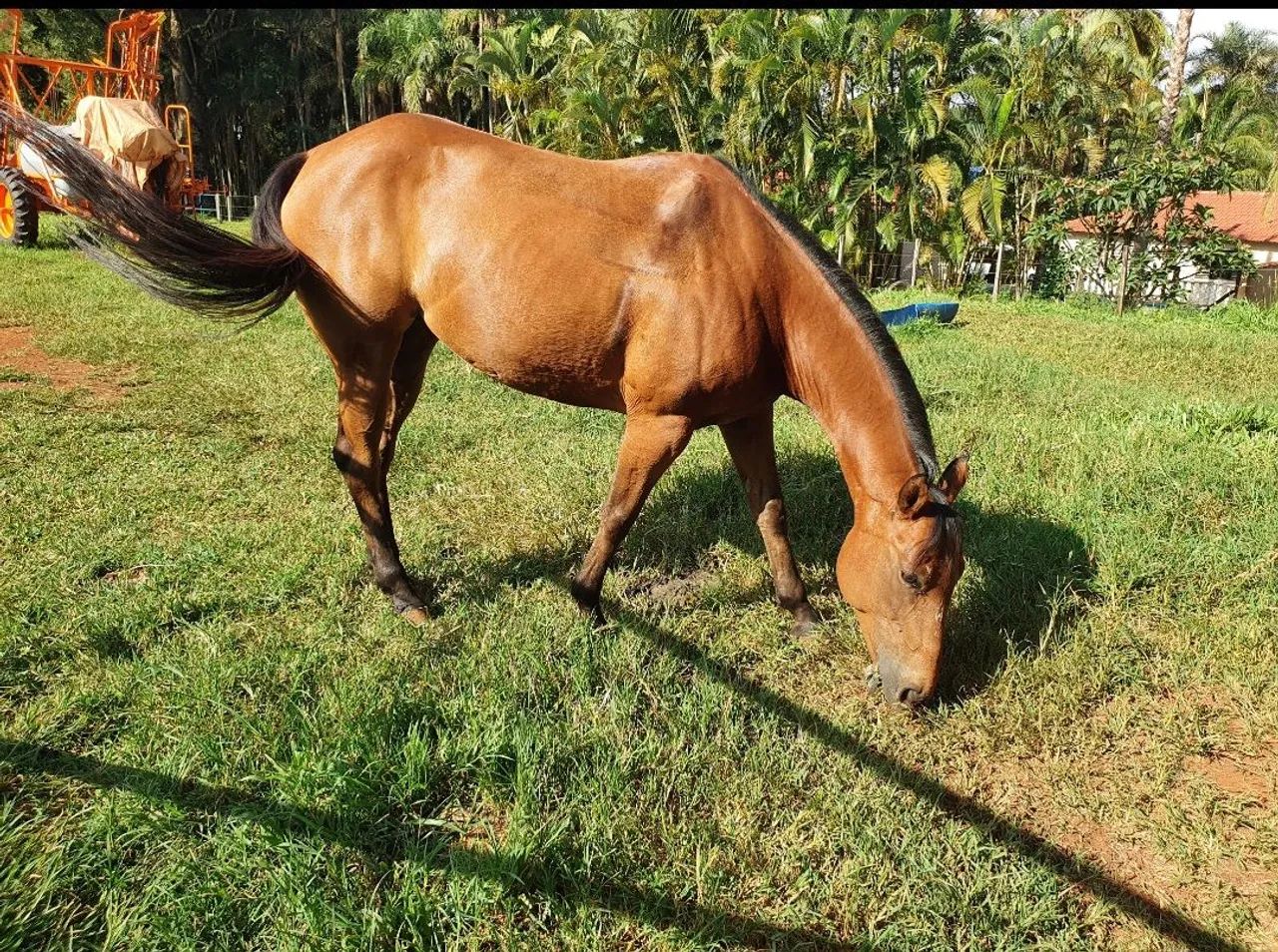 Égua PO e Potro - Foto 2