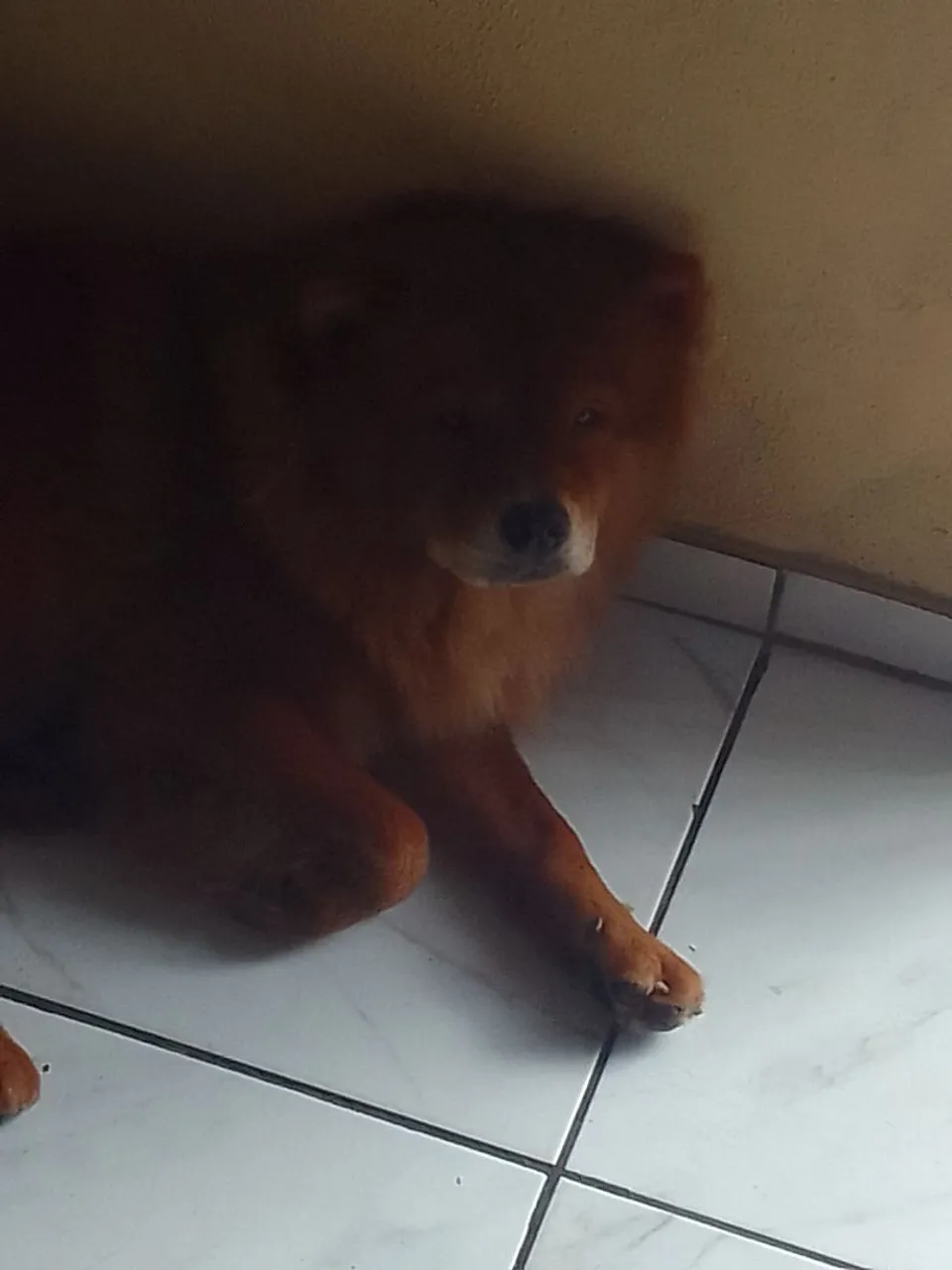 Chow-Chow para adoção