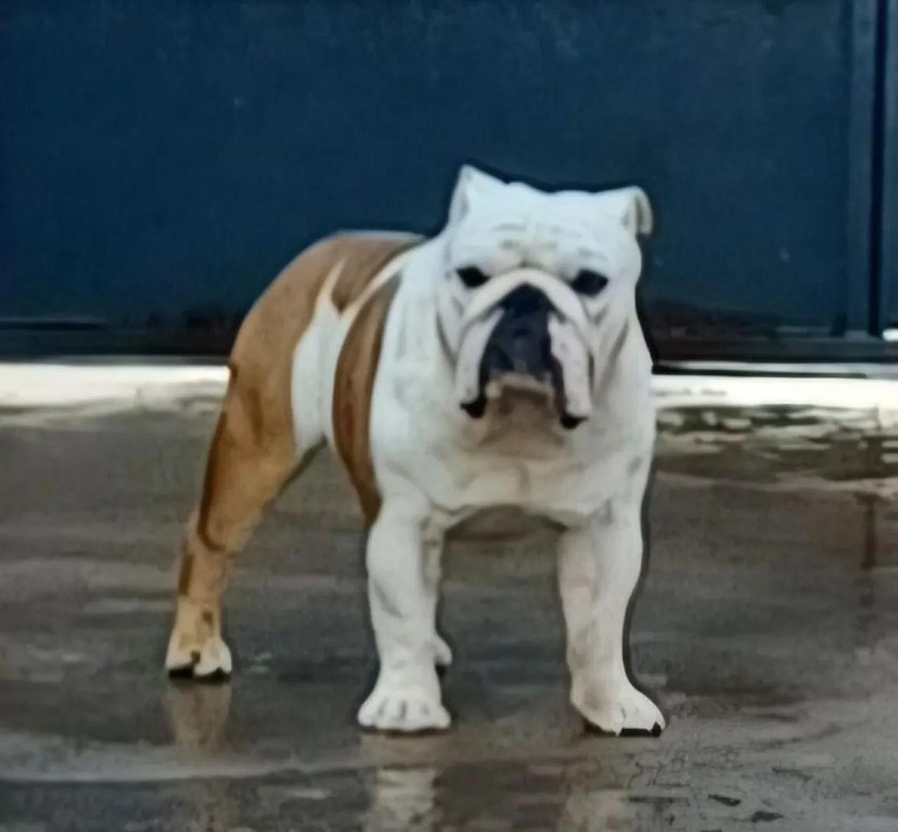 Macho Bulldog Inglês (Padreador) - Foto 2