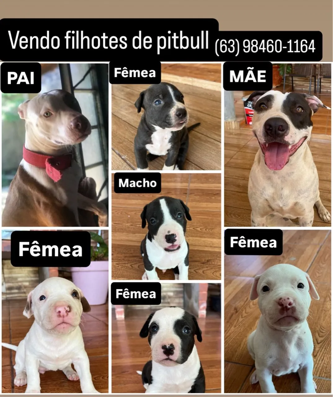 Pitbull filhotes