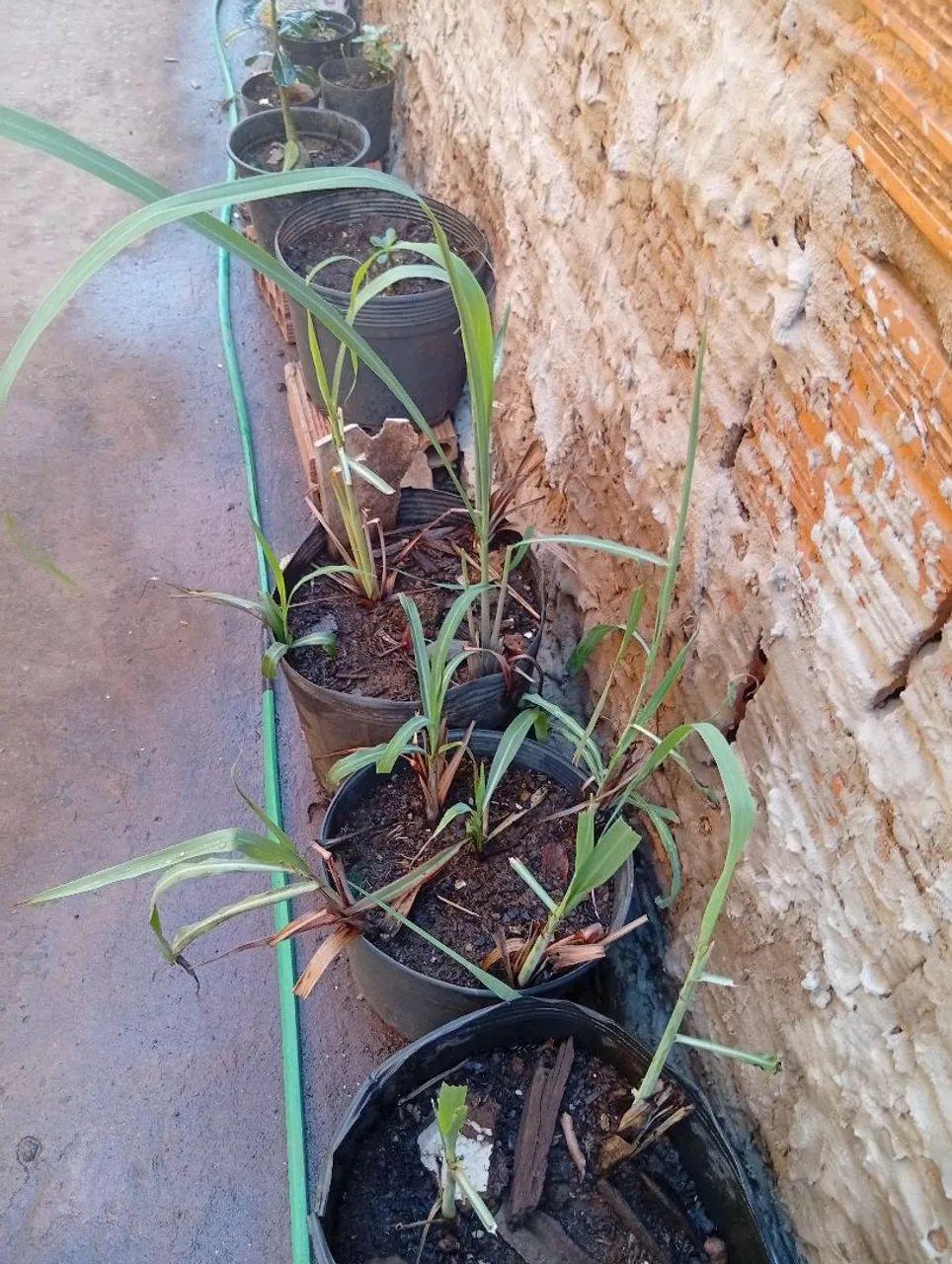 Plantas diversas  - Foto 6