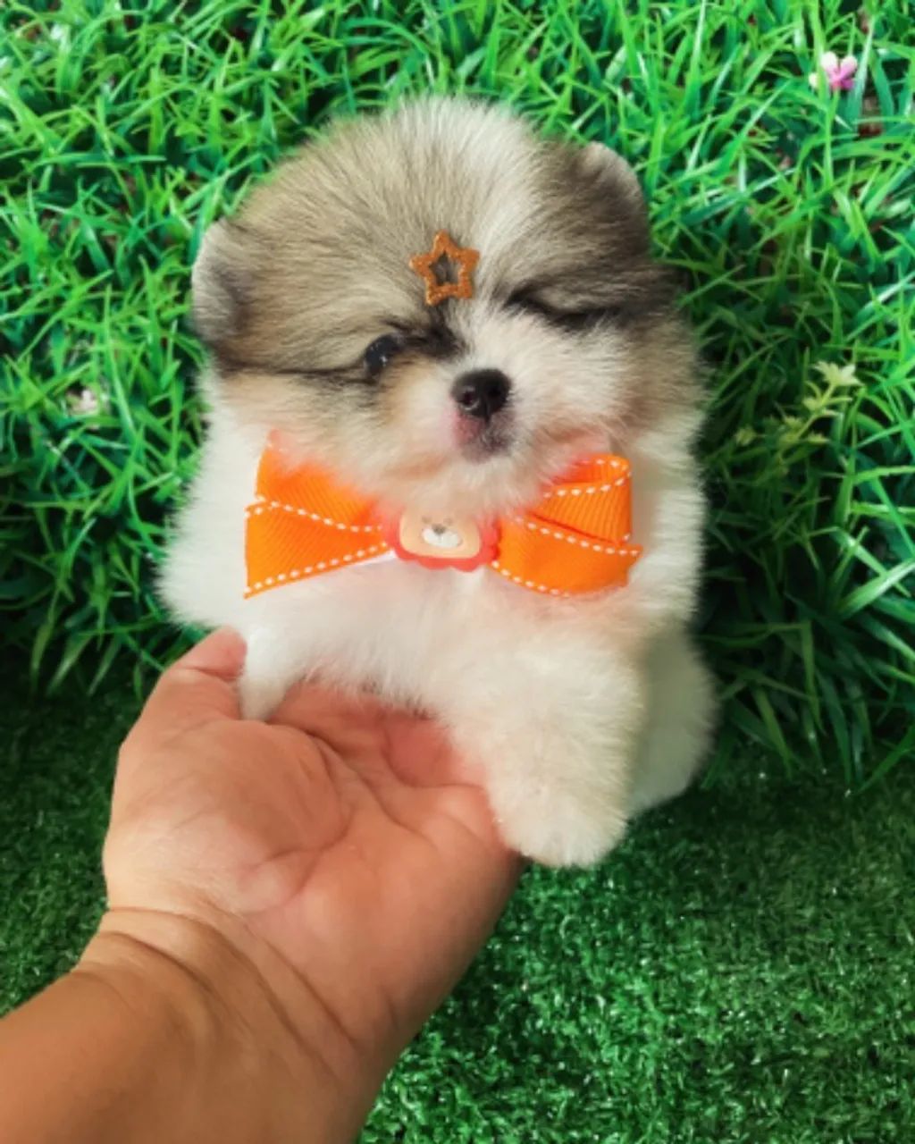 Lulu da Pomerânia machinho 