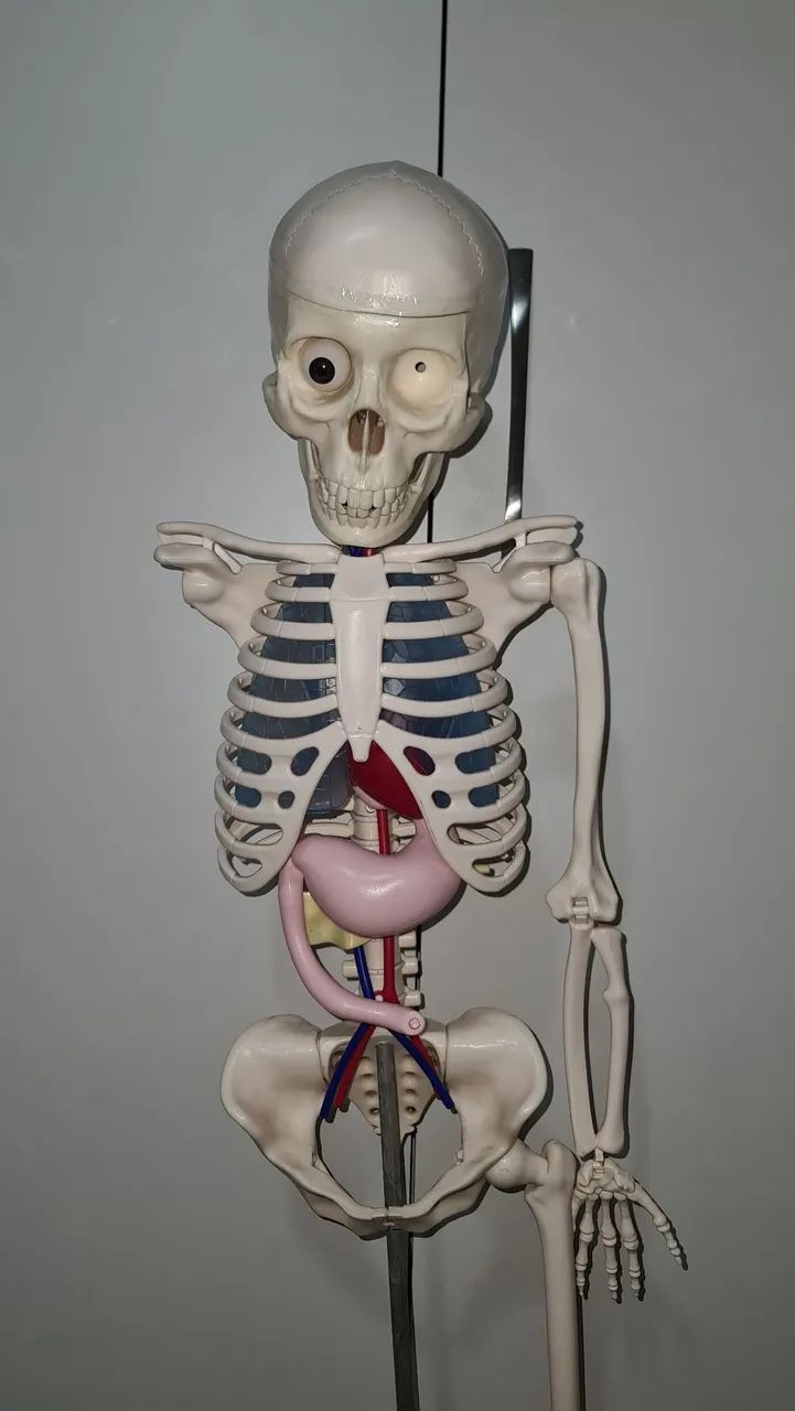 Coleção incompleta Corpo Humano - Brinquedo educativo