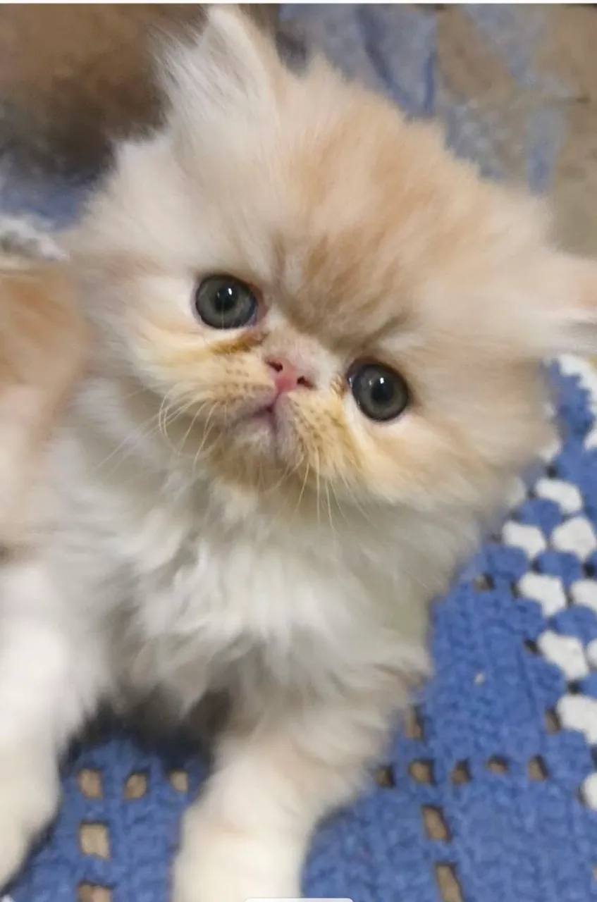 Gatinho Persa macho 