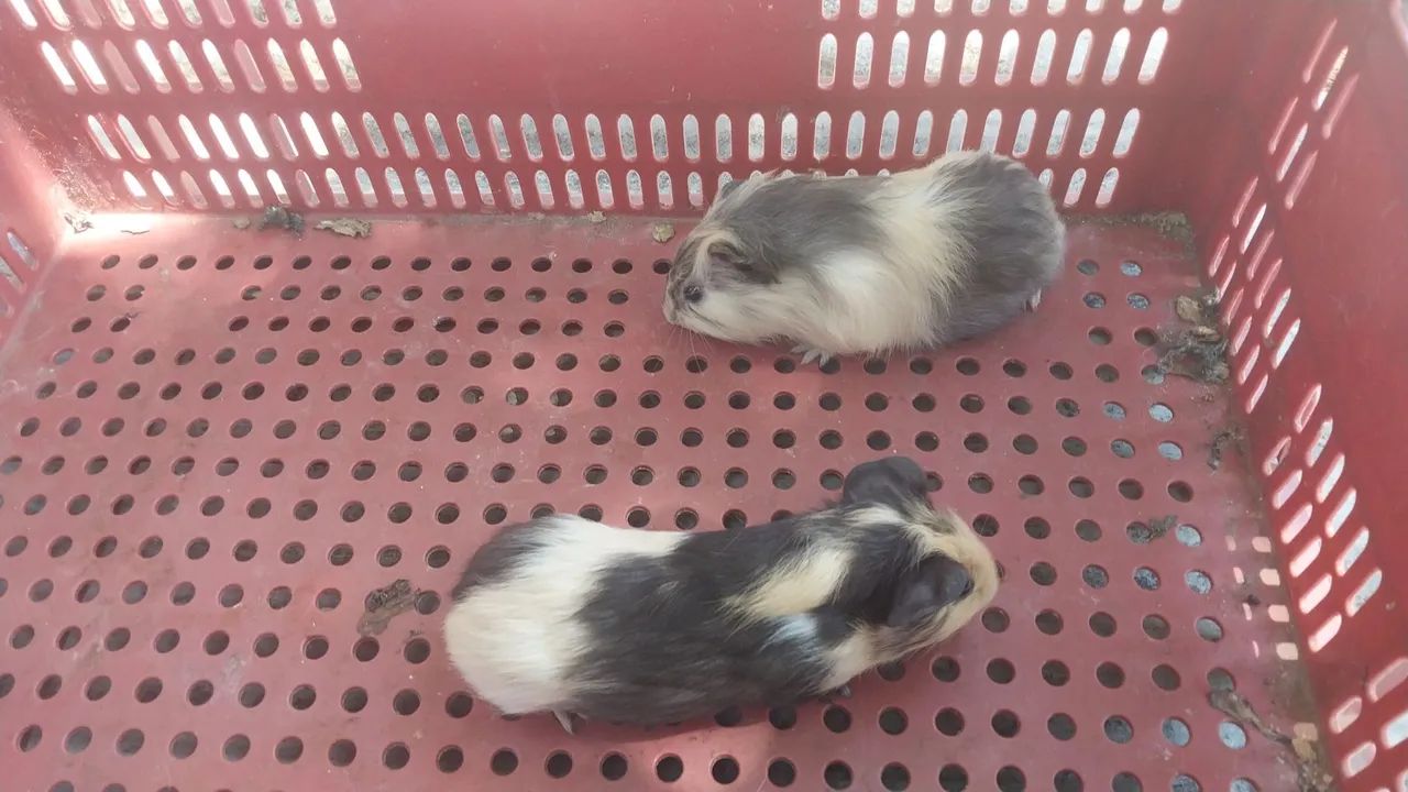 Filhotes de porquinhos para venda  - Foto 3