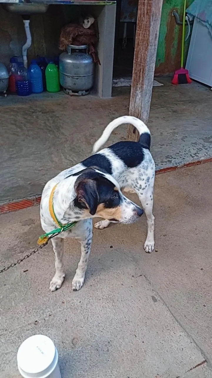 Cachorro Adorável Ponte altos muito carinhoso lindo pra vender .700