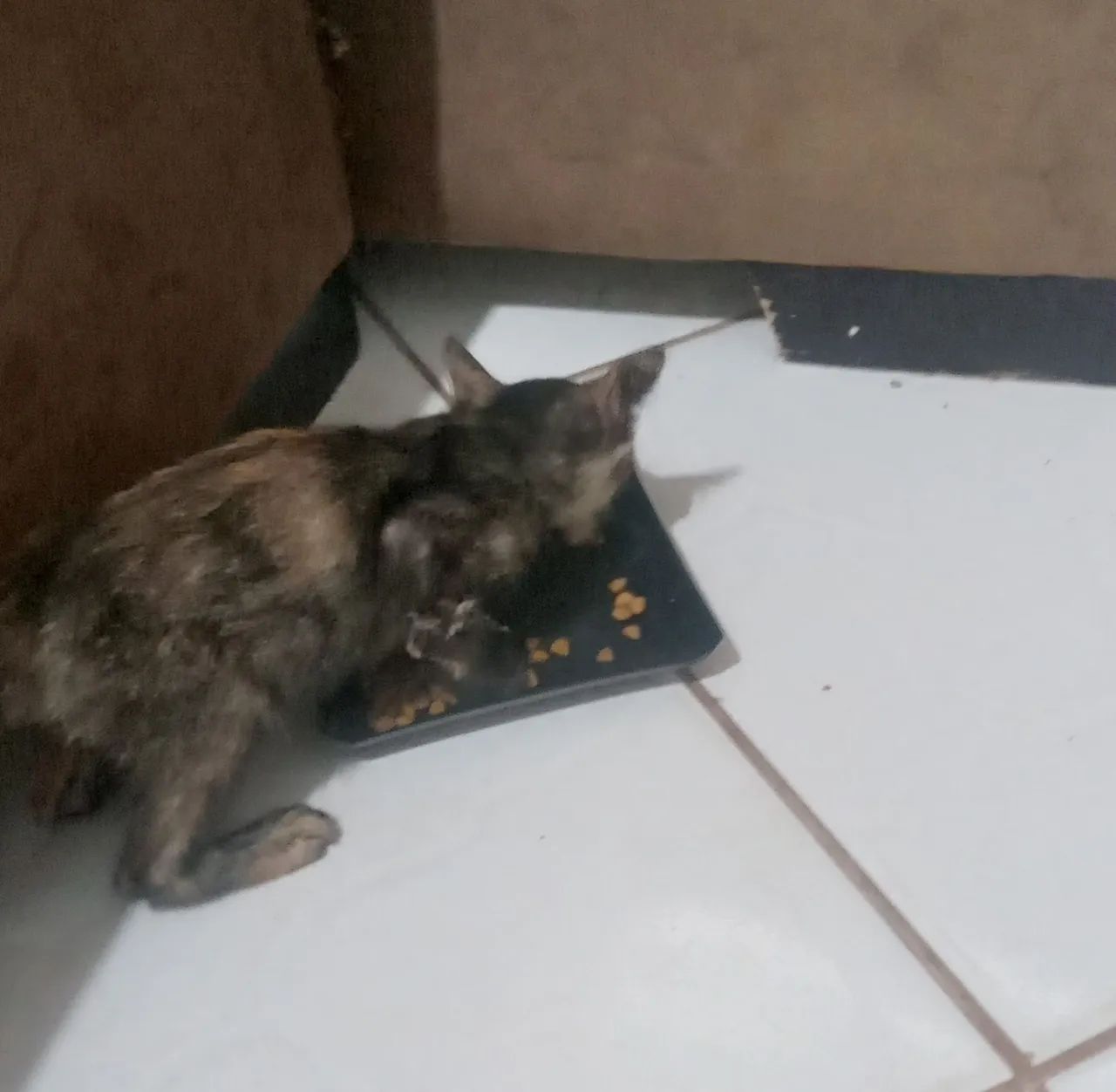 Doação de gata - Foto 2